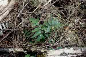 Mare's tail fern(Asplenium polyodon)