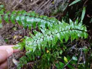 Mare's tail fern(Asplenium polyodon)