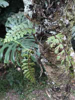 Mexican spleenwort(Asplenium praemorsum)