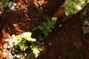 Mexican spleenwort(Asplenium praemorsum)