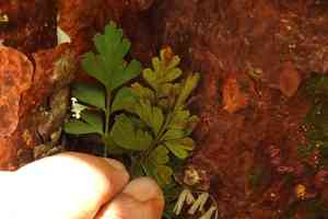 Mexican spleenwort(Asplenium praemorsum)