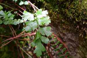Mexican spleenwort(Asplenium praemorsum)