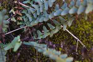 Blackstem spleenwort(Asplenium resiliens)