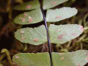 Blackstem spleenwort(Asplenium resiliens)