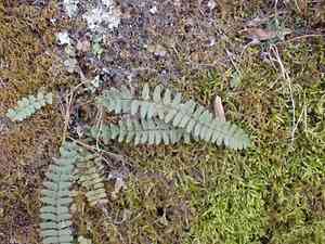 Blackstem spleenwort(Asplenium resiliens)