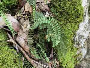 Blackstem spleenwort(Asplenium resiliens)