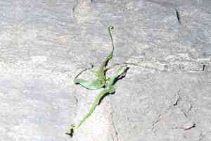 Walking fern(Asplenium rhizophyllum)