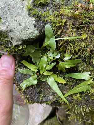 Walking fern(Asplenium rhizophyllum)