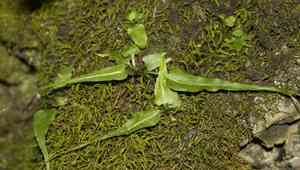 Walking fern(Asplenium rhizophyllum)