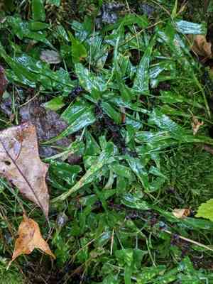 Walking fern(Asplenium rhizophyllum)