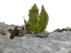 Asplenium sagittatum(Asplenium sagittatum)