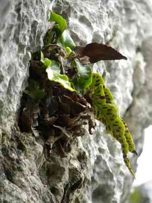 Asplenium sagittatum(Asplenium sagittatum)