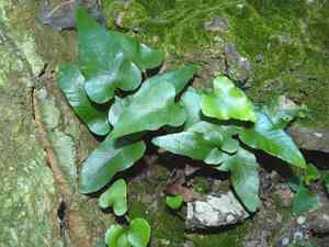 Asplenium sagittatum(Asplenium sagittatum)