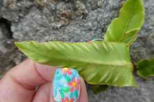 Hart's-tongue fern(Asplenium scolopendrium)