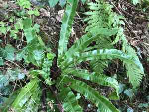 Hart's-tongue fern(Asplenium scolopendrium)