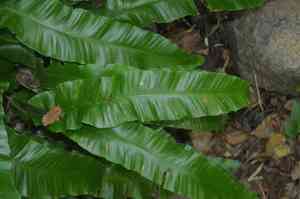Hart's-tongue fern(Asplenium scolopendrium)
