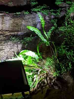 Hart's-tongue fern(Asplenium scolopendrium)