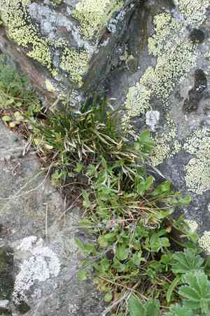 Forked spleenwort(Asplenium septentrionale)