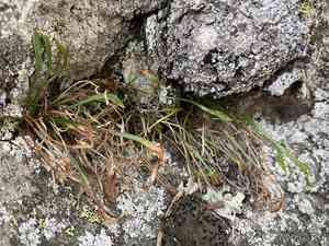 Forked spleenwort(Asplenium septentrionale)