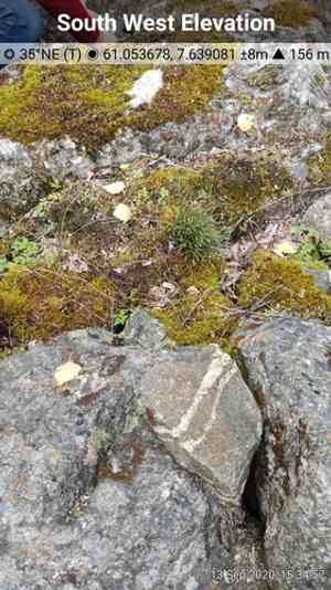 Forked spleenwort(Asplenium septentrionale)