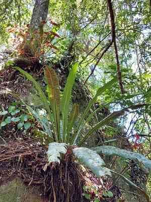 Wild birdnest fern(Asplenium serratum)