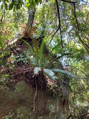 Wild birdnest fern(Asplenium serratum)