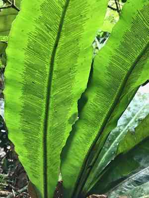 Wild birdnest fern(Asplenium serratum)