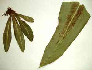 Wild birdnest fern(Asplenium serratum)
