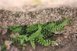 Asplenium vespertinum(Asplenium vespertinum)