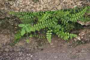 Asplenium vespertinum(Asplenium vespertinum)