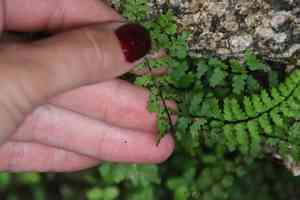 Asplenium vespertinum(Asplenium vespertinum)
