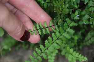 Asplenium vespertinum(Asplenium vespertinum)