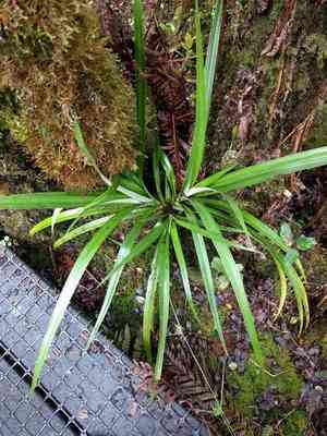 Pua'akuhinia(Astelia menziesiana)