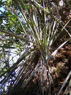Pua'akuhinia(Astelia menziesiana)