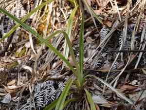 Pua'akuhinia(Astelia menziesiana)