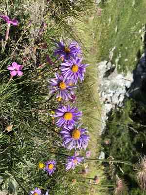 Alpine aster(Aster alpinus)