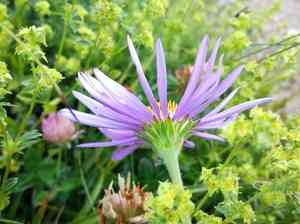 Alpine aster(Aster alpinus)