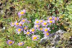Alpine aster(Aster alpinus)