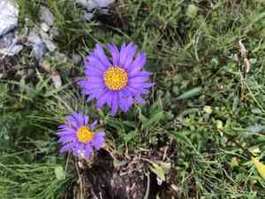 Alpine aster(Aster alpinus)