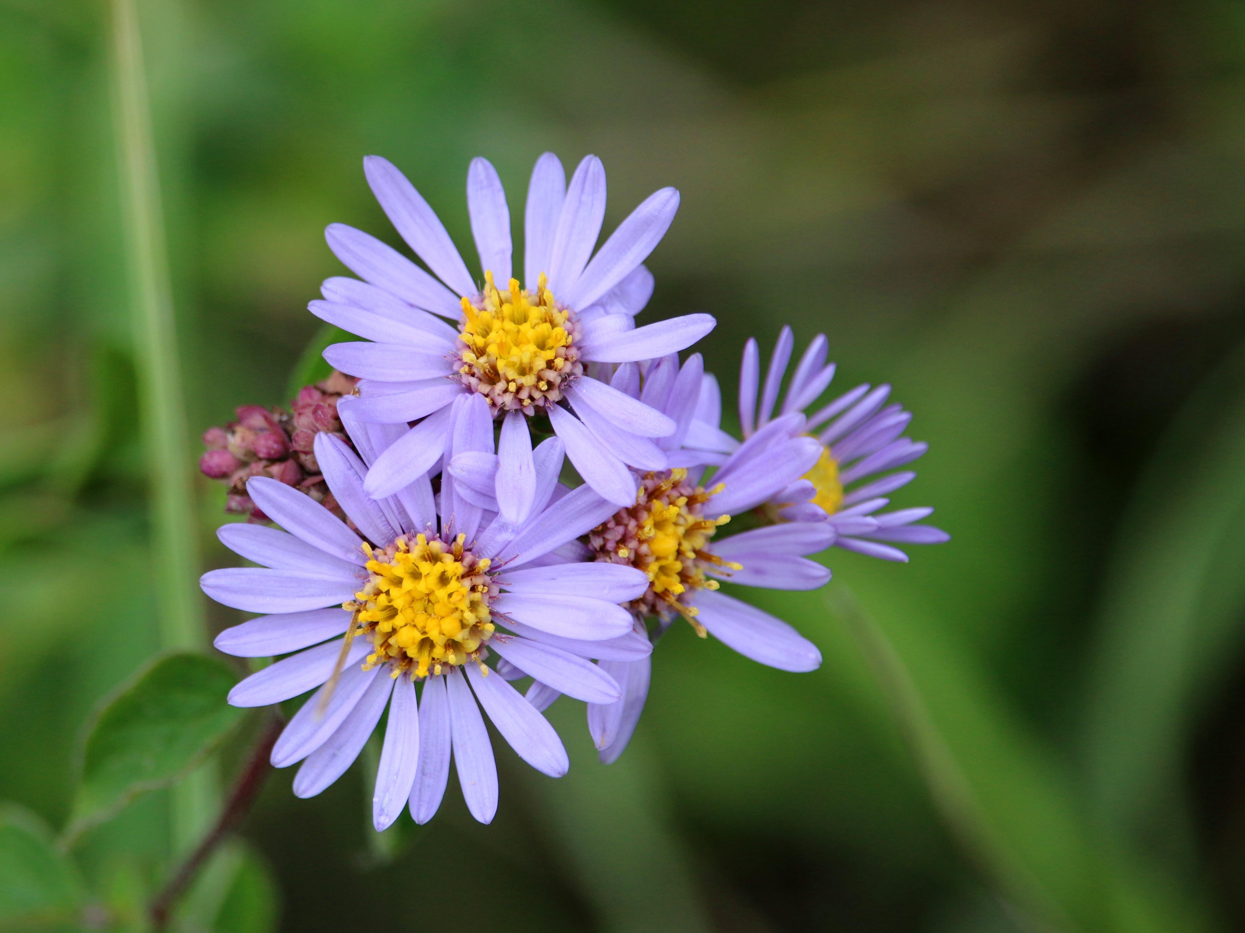 Michaelmas Feng Shui for European michaelmas daisy: Complete Guide | ForwardPlant