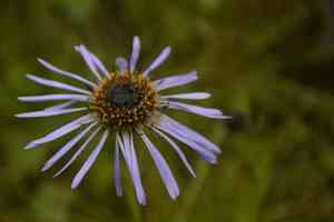 Aster diplostephioides(Aster diplostephioides)