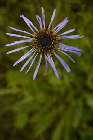 Aster diplostephioides(Aster diplostephioides)