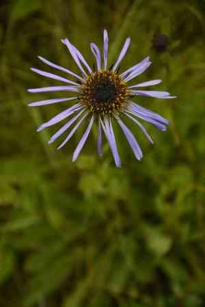 Aster diplostephioides(Aster diplostephioides)