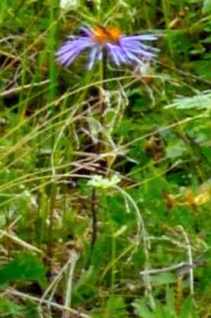 Slenderporeleaf(Aster flaccidus)