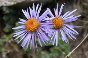 Slenderporeleaf(Aster flaccidus)