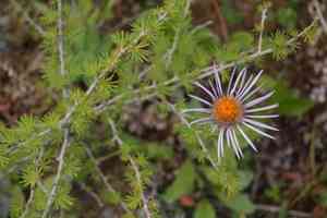 Slenderporeleaf(Aster flaccidus)