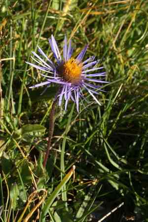 Slenderporeleaf(Aster flaccidus)