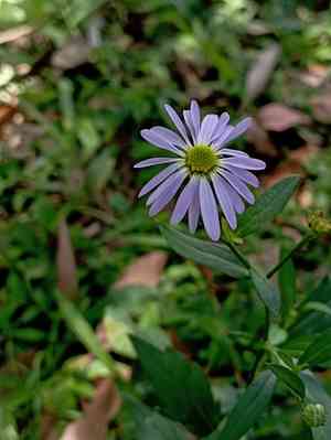 Indian aster(Aster indicus)