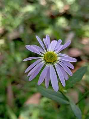 Indian aster(Aster indicus)