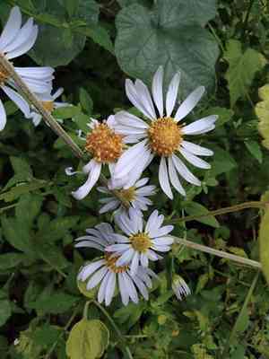 Indian aster(Aster indicus)
